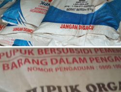 Diduga Ada Permainan Harga Pupuk Bersubsidi di Tiyuh Kagungan Ratu Agung, Petani Menjerit.