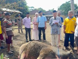 ‎Anggota DPRD Tubaba Asep Priwanto Berkurban Dua Ekor Kerbau, Ajak Masyarakat Tingkatkan Kepedulian dan Ketaatan.