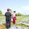 OWNER REDDOORZ SYARIAH TINJAU PERKEMBANGAN LAHAN PERKEBUNAN DI KALICECEP WONOSOBO.