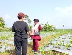 OWNER REDDOORZ SYARIAH TINJAU PERKEMBANGAN LAHAN PERKEBUNAN DI KALICECEP WONOSOBO.