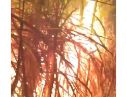 ‎Kebun Tebu Seluas 2,5 Hektare di Tirta Kencana Terbakar, Diduga Sengaja Dibakar.  ‎